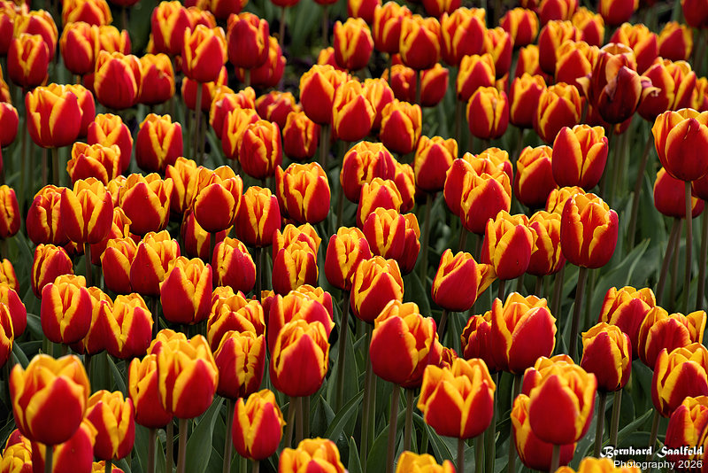 Bernhard Saalfeld - Tulpenpracht 2026 (6v9)